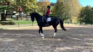 Dressage mare for sale [upl. by Blankenship]