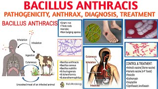 Bacillus anthracisAnthrax  Pathogenicity  Types of Anthrax  Diagnosis and Treatment [upl. by Koa]