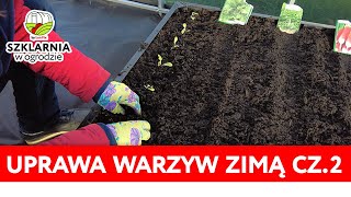 Uprawa warzyw zimą w szklarni cz 2  które warzywa można uprawiać i w jakiej ziemi [upl. by Bryna]