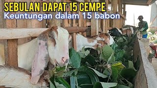 Yang Gak Minat Ya Berat Perhitungan Keuntungan Dalam 15 Indukan [upl. by Kunz]