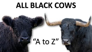 All Black Cow Breeds  Black Cattle  Black Cow  Black Bull [upl. by Annia]