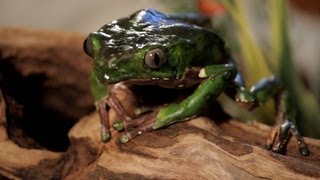 7 Cool Facts about Waxy Monkey Frogs  Pet Reptiles [upl. by Alleuqcaj900]