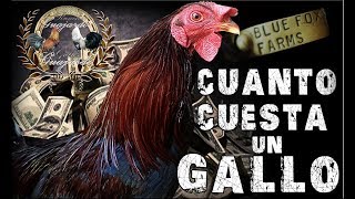 Cuanto cuesta un gallo [upl. by Yditsahc]