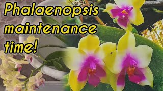 NEW Phalaenopsis orchid maintenance Repotted and bleach treated [upl. by Sheri]