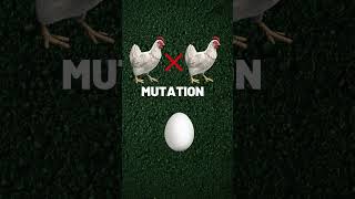 How Egg Came Before Chicken I Murgi vs Anda I Over The Sphere I Bhupen Bora facts shorts [upl. by Kaiulani21]