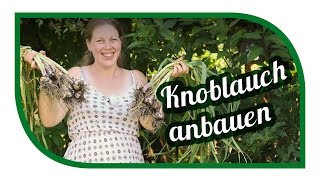 Knoblauch erfolgreich anbauen mit Ernte 🌿 so machen wir es 🌿 Knoblauch im Garten [upl. by Darnall]