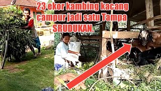 ternak kambing kacang bapak sakimanternak saya ternak jaman dulu [upl. by Ennaylloh191]