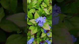 Chinesischer Bleiwurz Ceratostigma plumbagioides [upl. by Yknip]