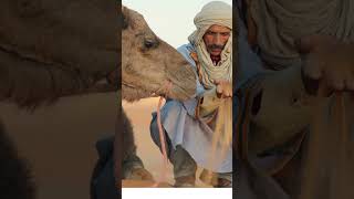 Discover the Remarkable Adaptations and Cultural Significance of Camels [upl. by Anderea]