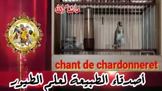 تغريد ويداني روعة ماشاء لله chant de chardonneret widani [upl. by Lassiter159]