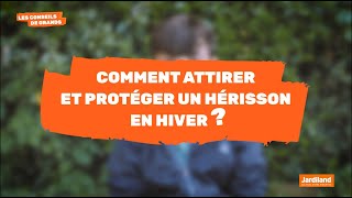 Comment attirer et protéger un hérisson en Hiver [upl. by Stephan]