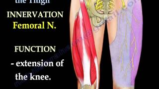 Anatomy Of The Thigh  Everything You Need To Know  Dr Nabil Ebraheim [upl. by Stephanus38]