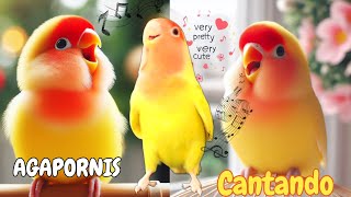 🎶 CANTO de AGAPORNIS 🎶  RECLAMO Sonidos de agapornis🐦🦜🐣🦅🐤🌳 agapòrnis [upl. by Erelia]