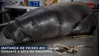 Seca na Amazônia Facilita Caça de PeixesBoi  Sea Shepherd Brasil [upl. by Annoirb566]