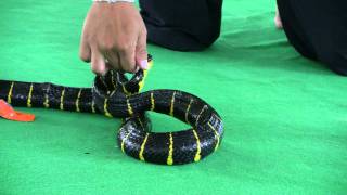 Jumping Snake Viper amp a Python Snake Show from Snake Farm  Bangkok [upl. by Yztim]