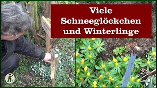 Schneeglöckchen und Winterlinge [upl. by Gnirps]