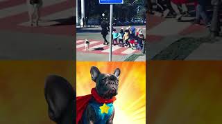 A Dog hero helps kids cross the road shorts [upl. by Robinett]