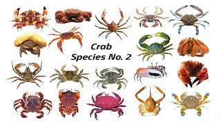 Crustacean Species  Fun List of Crab Species Vol2  Leo amp Lia Story TV [upl. by Hauger]