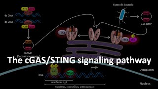 cGAS STING signaling pathway [upl. by Ayaet464]