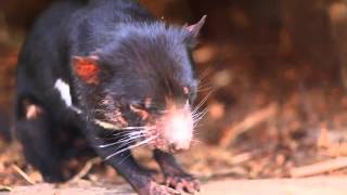 What Does a Tasmanian Devil Sound Like [upl. by Salamone]