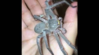 Fearless Australian Woman Loves Her Pet Huntsman Spider Smuk [upl. by Lyrradal]