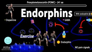 Endorphins Mechanisms of Action Animation [upl. by Shirl262]