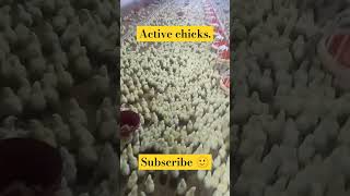 Activeness in chick 🐥broiler poultry foryou poultrydisease medicine probiotics bacteriology [upl. by Yticilef]