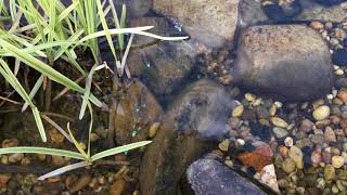 quotRainbow shinerquot Notropis Chrosomus spawning  Szivárványos cselle [upl. by Euginimod829]