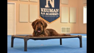 Jac Pudelpointer Puppy Camp Dog Training Video Demonstration [upl. by Nonohcle48]