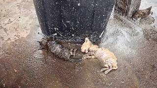 Two dying kittens were abandoned beside the cold wet trash can tried to cry for help but couldn’t [upl. by Revell82]