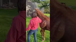 Beautiful horses horse animallover [upl. by Elokcin]