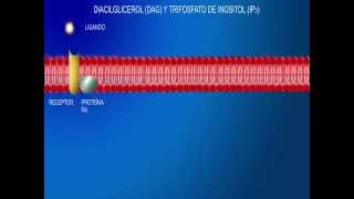 Receptores en la membrana celular E Diacilglicerol y trifosfato de inositol [upl. by Liris514]