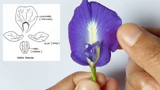 Clitoria ternatea dissection  Family  Fabaceae  AllAboutBiology [upl. by Vinson]