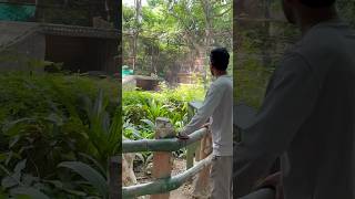 Kaisa lga patna zoo batana aap bollywood bihar nature trendingshorts youtube patnazoo sabir [upl. by Stormie]