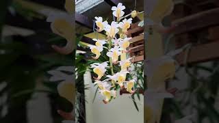 Aerides odorata vanda orchid [upl. by Allen]