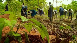 KENIA Escuelas verdes [upl. by Imuya429]