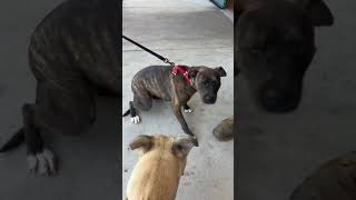 Eli Pitbull Vs Brindle Pitbull💯🦴🫵✅🫣👀sandypitts dogzongo pitbull nyc uk bullybreed [upl. by Latyrc]