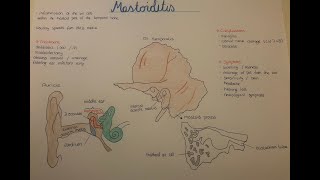 Mastoiditis etiology and pathogenesis Ear and Temporal bone anatomy [upl. by Hsaka]