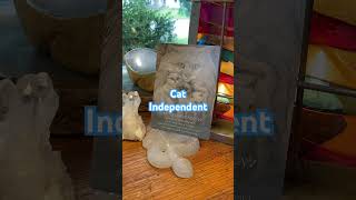 cat independent prophecy spirituality shorts [upl. by Hannus]