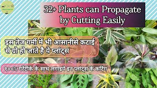 32 Houseplants Which can Propagate by Cutting ३२ प्लांट्स को कटिंग से उगाये आसानीसे [upl. by Corissa]