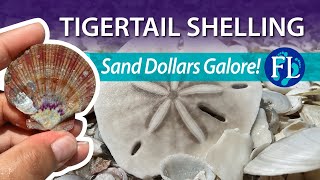 Tigertail Beach Epic Sand Dollar Shelling in Marco [upl. by Vivyanne]