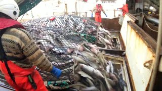 Fishing and Processing on a Freezing Trawler [upl. by Ahilam]