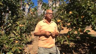 Harvest of the Month  Fuyu Persimmons [upl. by Eelsnia]