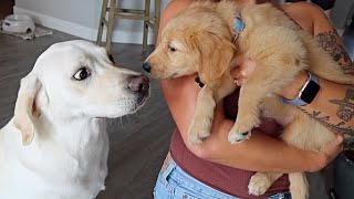 LABRADOR MEETS GOLDEN RETRIEVER PUPPY FOR THE FIRST TIME [upl. by Bohaty]