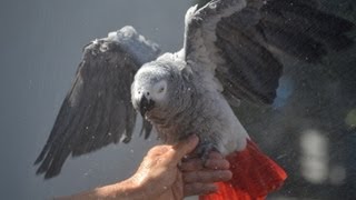 Tips on Showering Your African Grey [upl. by Beattie122]