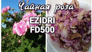 Сушу чайную розу в EZIDRI FD500 Чай из чайной розы 0520 5AFamily [upl. by Helmut]