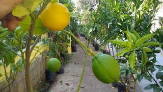 frutífera produzindo em vaso laranja melancia limão siciliano galego café cajá graviola romã goiaba [upl. by Rahmann]