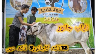 2024 k Lala Jee Cattle Farm k Nayab Janwar  Mere Reference sy 12 Lac ka janwar 8 Lac may [upl. by Adnohryt]