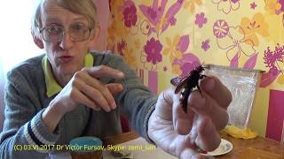 Mammoth Wasp Megascolia maculata Scoliidae in My Hands Wasp Stung STUNG by a SCOLIA WASP [upl. by Nickola394]