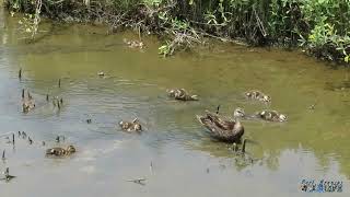 Mottled Duck  Port Aransas Wildlife [upl. by Enilarak221]